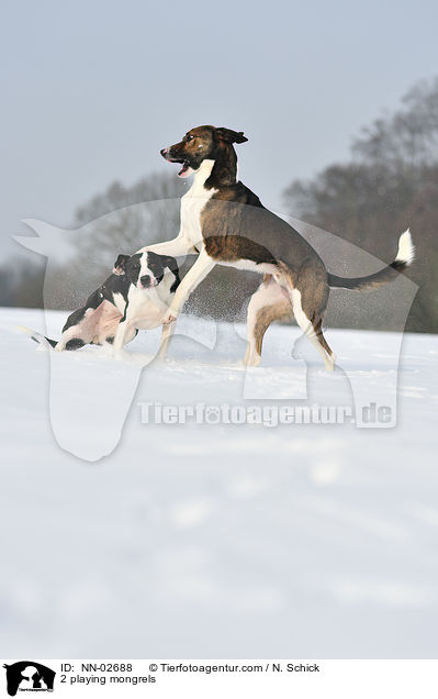 2 playing mongrels / NN-02688