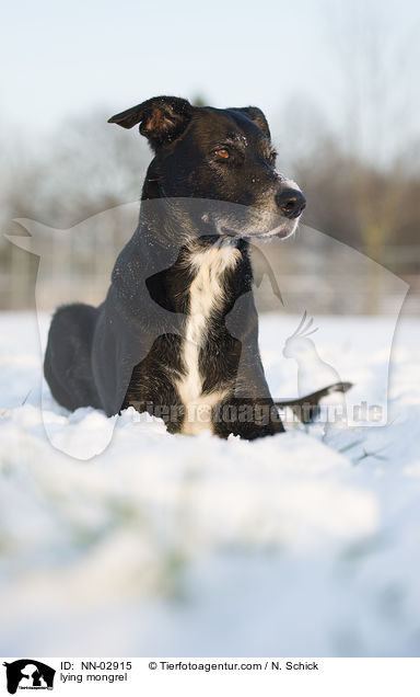 liegender Labrador-Schferhund-Mix / lying mongrel / NN-02915