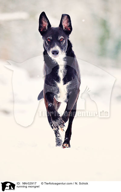 rennender Labrador-Schferhund-Mix / running mongrel / NN-02917