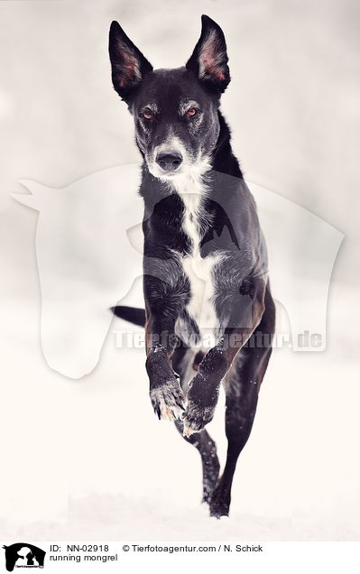 rennender Labrador-Schferhund-Mix / running mongrel / NN-02918