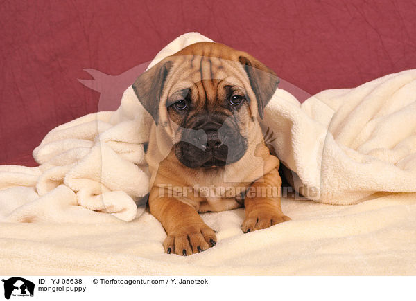 Ridgeback-Bullmastiff-Mix Welpe / mongrel puppy / YJ-05638