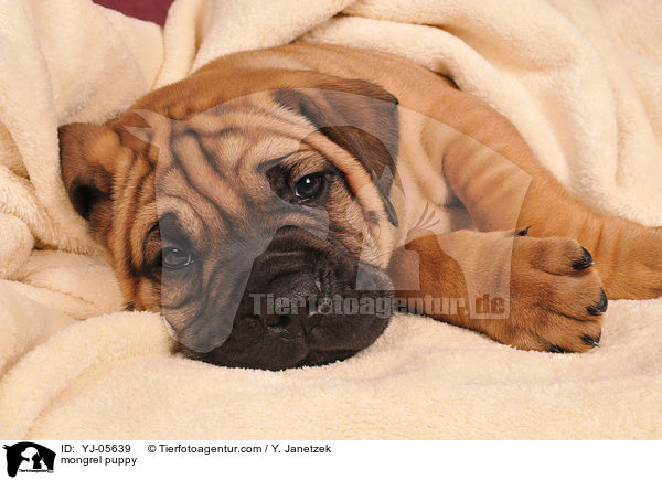Ridgeback-Bullmastiff-Mix Welpe / mongrel puppy / YJ-05639