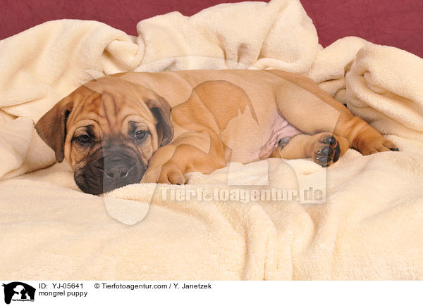 Ridgeback-Bullmastiff-Mix Welpe / mongrel puppy / YJ-05641