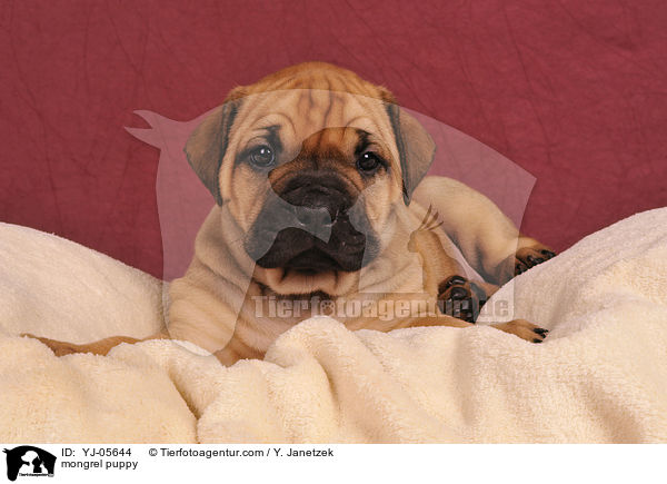 Ridgeback-Bullmastiff-Mix Welpe / mongrel puppy / YJ-05644