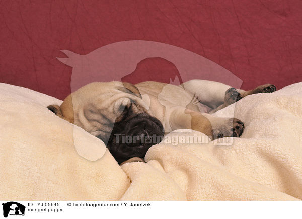Ridgeback-Bullmastiff-Mix Welpe / mongrel puppy / YJ-05645