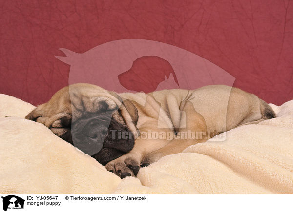 Ridgeback-Bullmastiff-Mix Welpe / mongrel puppy / YJ-05647