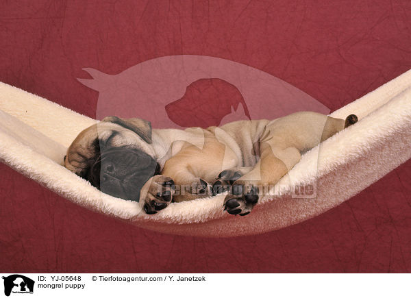 Ridgeback-Bullmastiff-Mix Welpe / mongrel puppy / YJ-05648