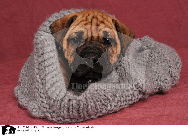 Ridgeback-Bullmastiff-Mix Welpe / mongrel puppy / YJ-05649