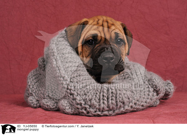 Ridgeback-Bullmastiff-Mix Welpe / mongrel puppy / YJ-05650