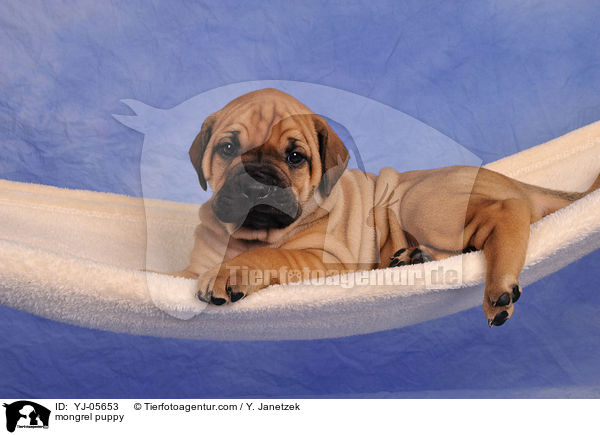 Ridgeback-Bullmastiff-Mix Welpe / mongrel puppy / YJ-05653