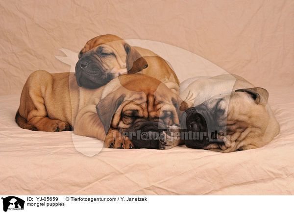 Ridgeback-Bullmastiff-Mix Welpen / mongrel puppies / YJ-05659