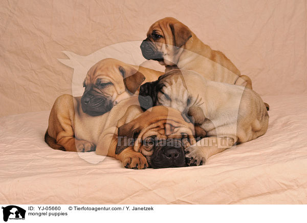 Ridgeback-Bullmastiff-Mix Welpen / mongrel puppies / YJ-05660