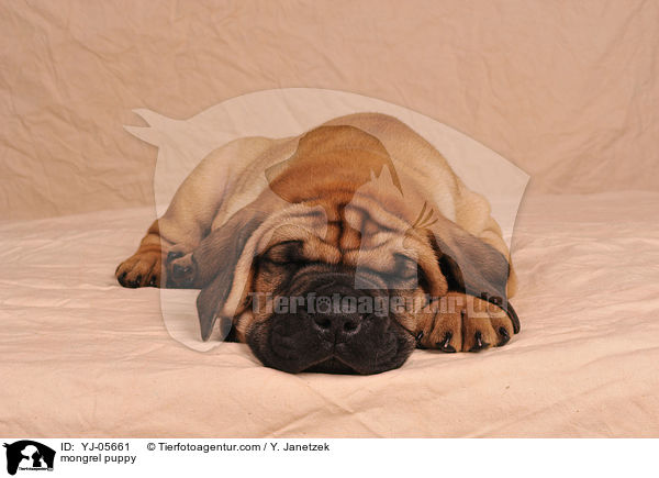 Ridgeback-Bullmastiff-Mix Welpe / mongrel puppy / YJ-05661