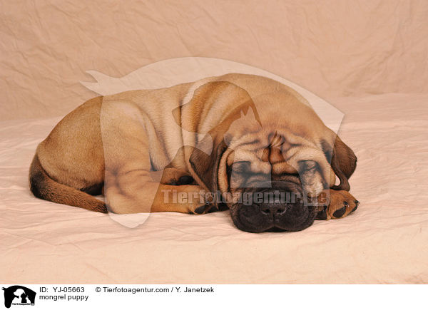 Ridgeback-Bullmastiff-Mix Welpe / mongrel puppy / YJ-05663