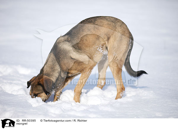 Mischling / mongrel / RR-50395