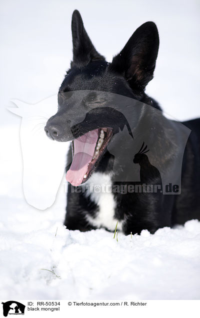schwarzer Mischling / black mongrel / RR-50534