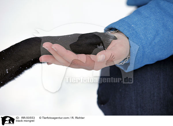 black mongrel / RR-50553