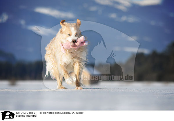 Podengo-Portugues-Mix / playing mongrel / AG-01562