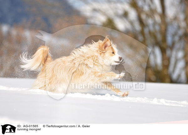 Podengo-Portugues-Mix / running mongrel / AG-01565