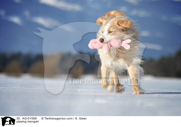 Podengo-Portugues-Mix / playing mongrel / AG-01566