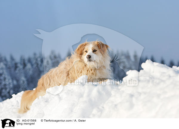 Podengo-Portugues-Mix / lying mongrel / AG-01568