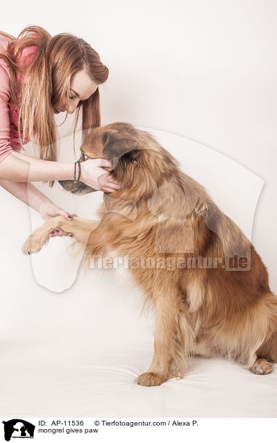 Mischling gibt Pftchen / mongrel gives paw / AP-11536