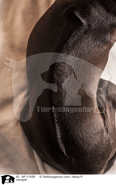 mongrel / AP-11556