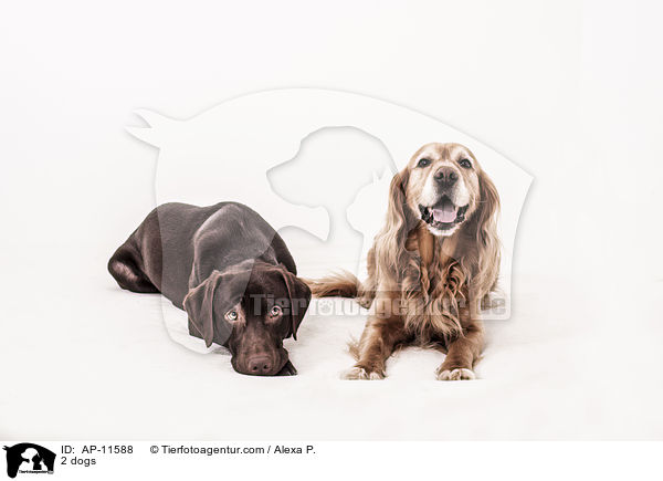 2 dogs / AP-11588