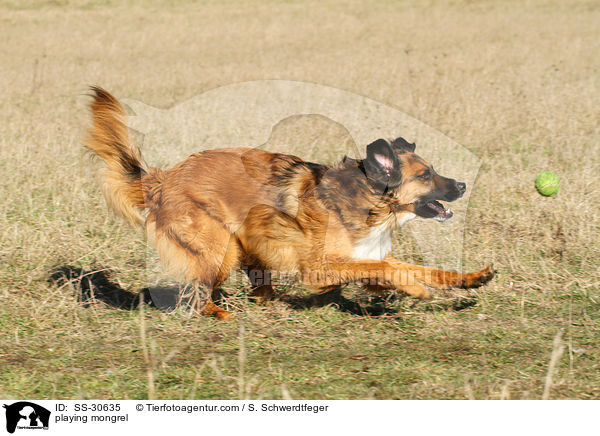 spielender Border-Collie-Mix / playing mongrel / SS-30635
