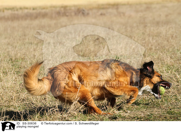 spielender Border-Collie-Mix / playing mongrel / SS-30636