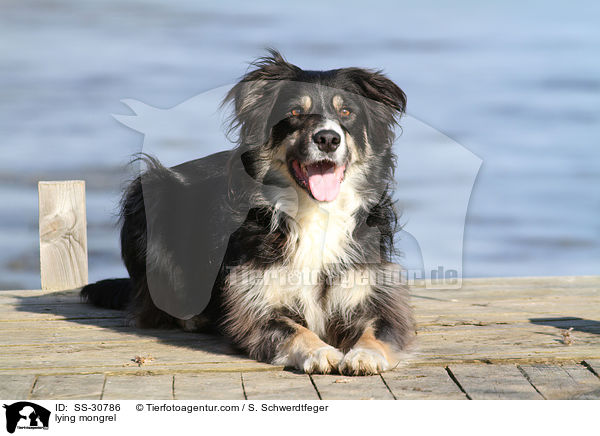 liegender Border-Collie-Mix / lying mongrel / SS-30786
