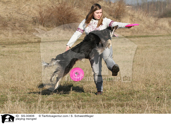 spielender Border-Collie-Mix / playing mongrel / SS-30806