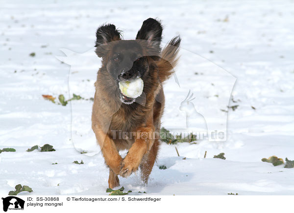 spielender Mischling / playing mongrel / SS-30868