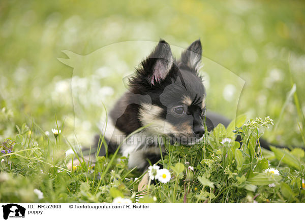 puppy / RR-52003
