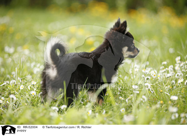 puppy / RR-52004
