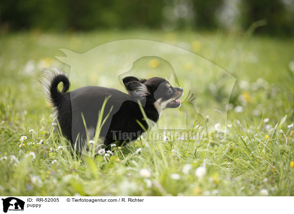 puppy / RR-52005