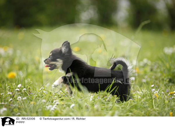 puppy / RR-52006