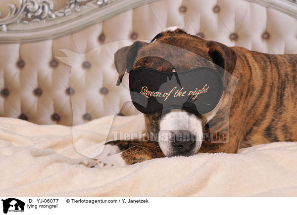 liegender Mischling / lying mongrel / YJ-06077