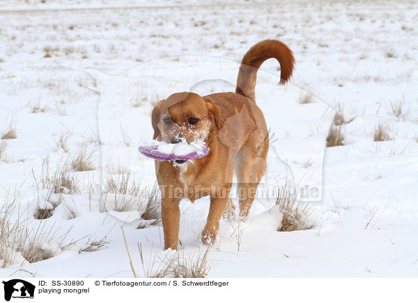 spielender Golden-Retriever-Terrier-Mix / playing mongrel / SS-30890