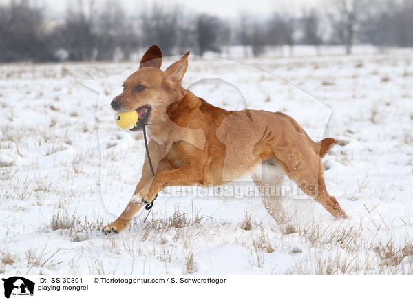 spielender Golden-Retriever-Terrier-Mix / playing mongrel / SS-30891