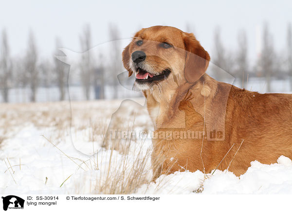 liegender Golden-Retriever-Terrier-Mix / lying mongrel / SS-30914