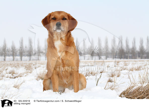 sitzender Golden-Retriever-Terrier-Mix / sitting mongrel / SS-30919
