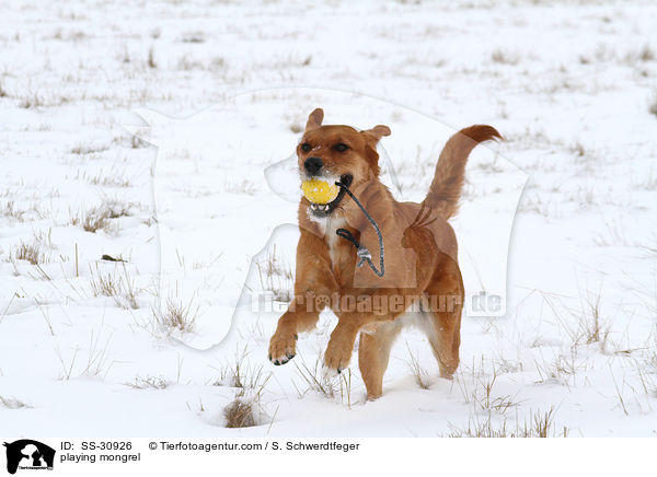 spielender Golden-Retriever-Terrier-Mix / playing mongrel / SS-30926