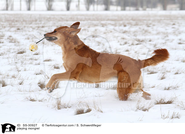 spielender Golden-Retriever-Terrier-Mix / playing mongrel / SS-30927