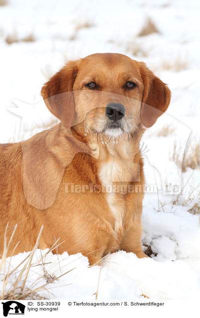 liegender Golden-Retriever-Terrier-Mix / lying mongrel / SS-30939