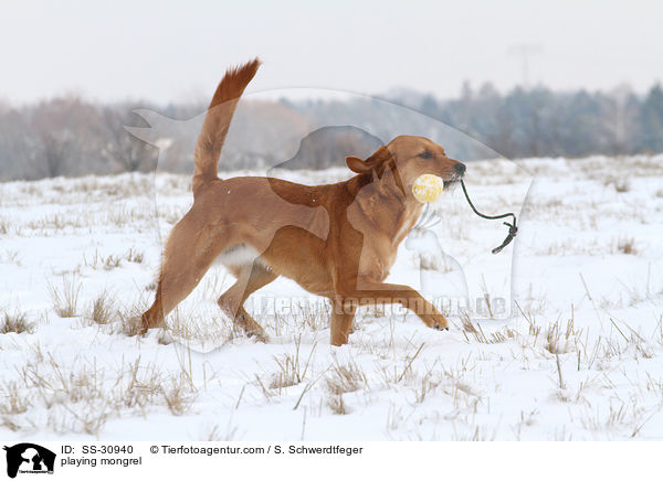 spielender Golden-Retriever-Terrier-Mix / playing mongrel / SS-30940