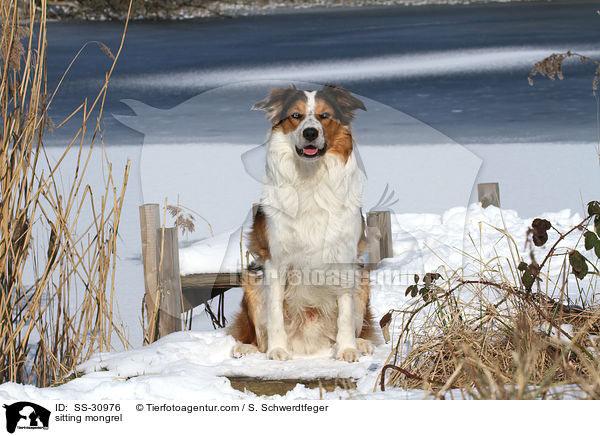 sitzender Mischling / sitting mongrel / SS-30976