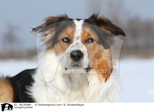 Mischling Portrait / mongrel portrait / SS-30988