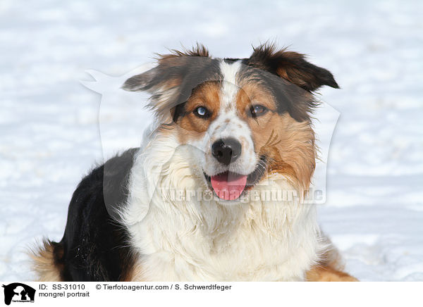 Mischling Portrait / mongrel portrait / SS-31010