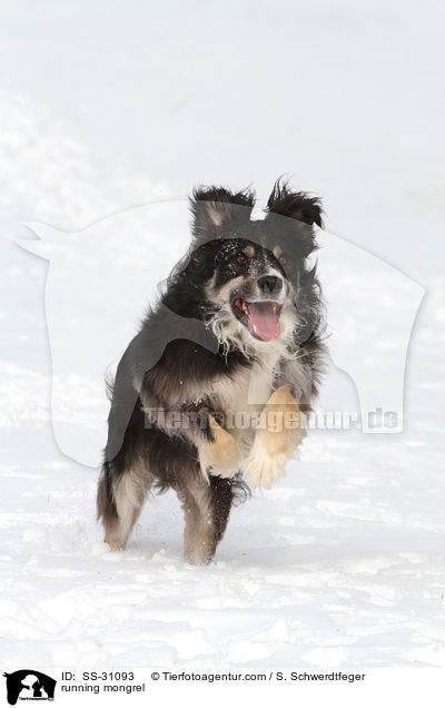 running mongrel / SS-31093